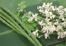 マルム（モリンガ）